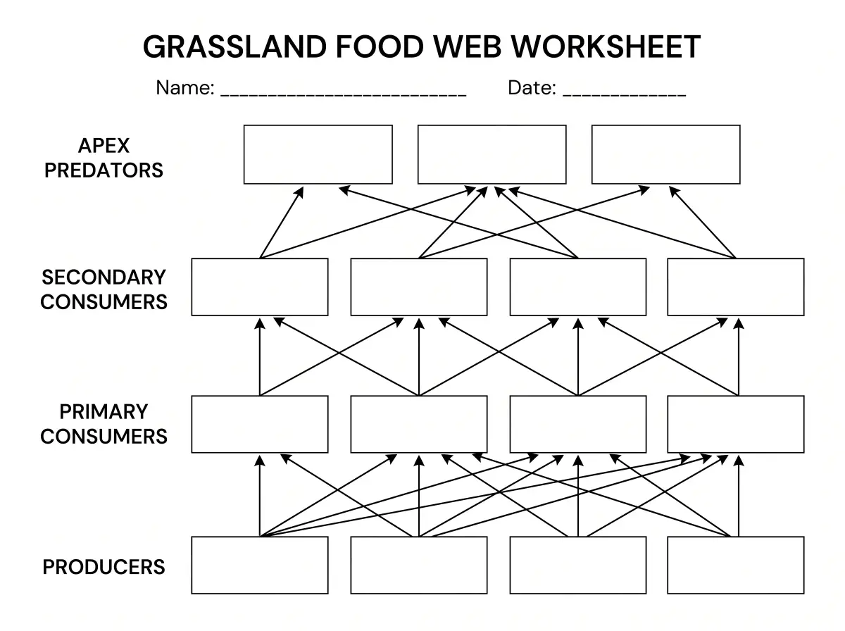 Blank grassland food web worksheet with empty boxes for labeling