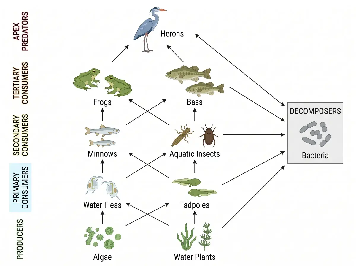 Freshwater pond food web with algae, frogs, herons and bacteria