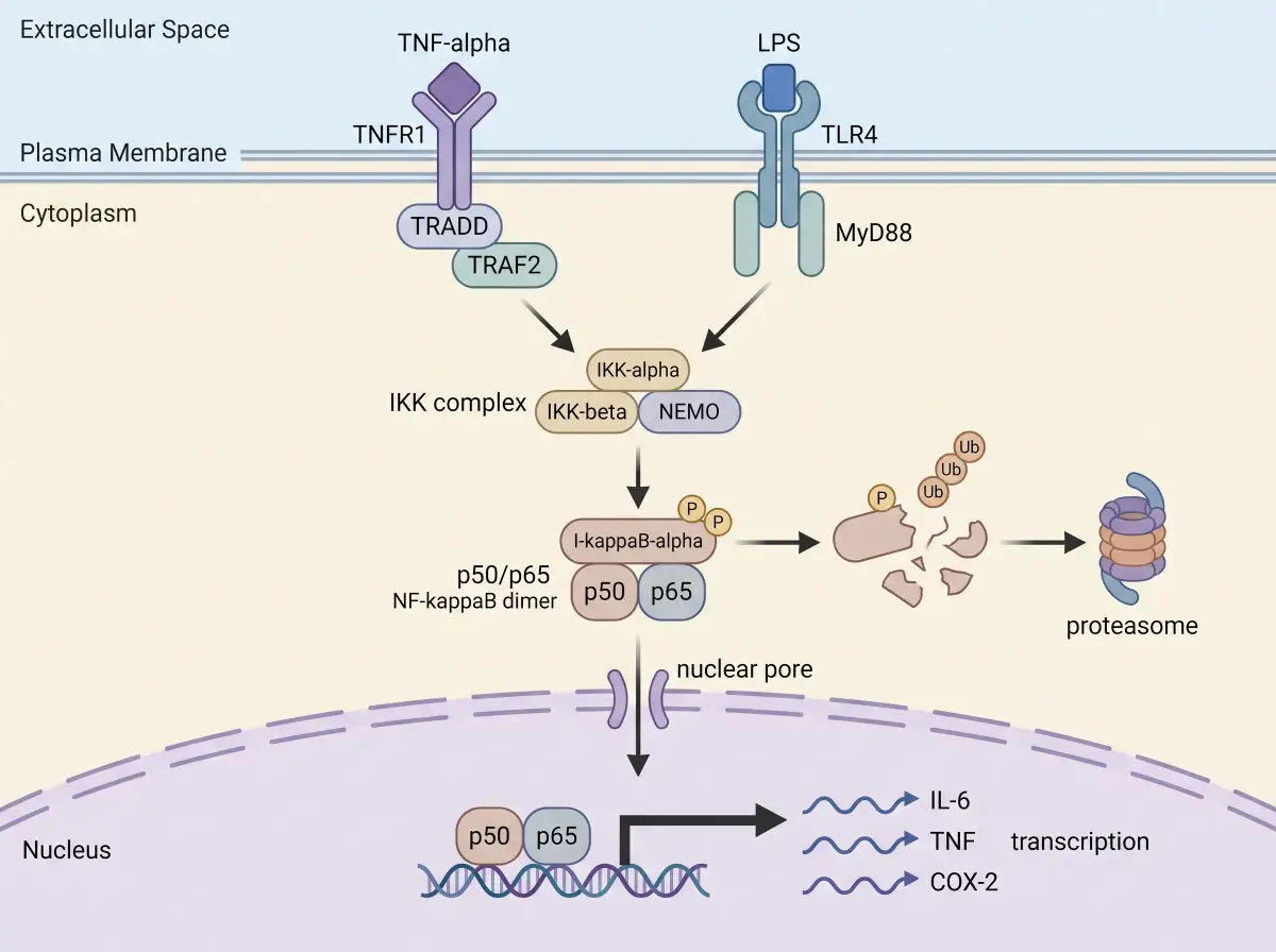 NF-kappaB inflammatory signaling pathway diagram with IKK complex and nuclear translocation