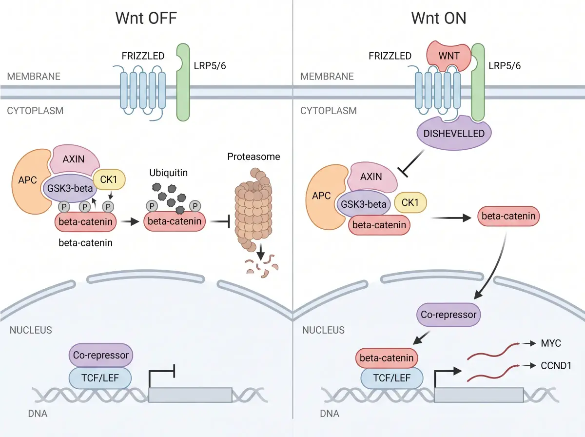 Wnt beta-catenin signaling pathway diagram comparing the off state and on state