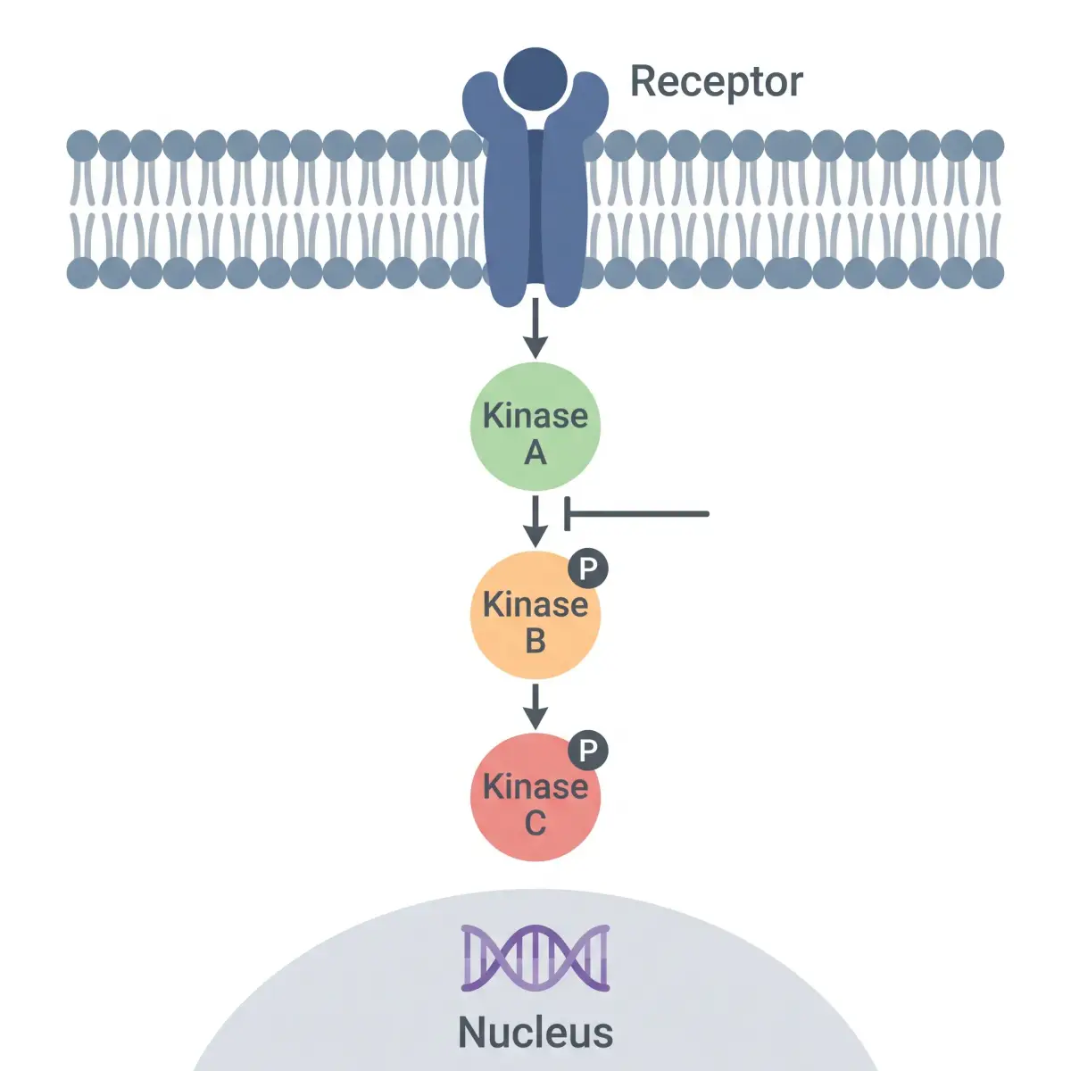 Signaling Pathway Diagram Maker