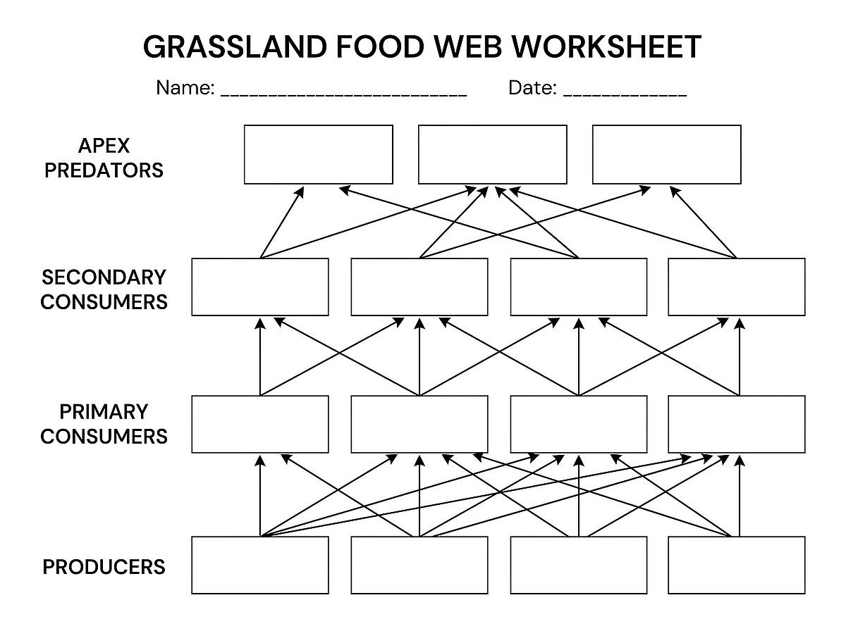 Blank grassland food web worksheet with empty boxes for labeling