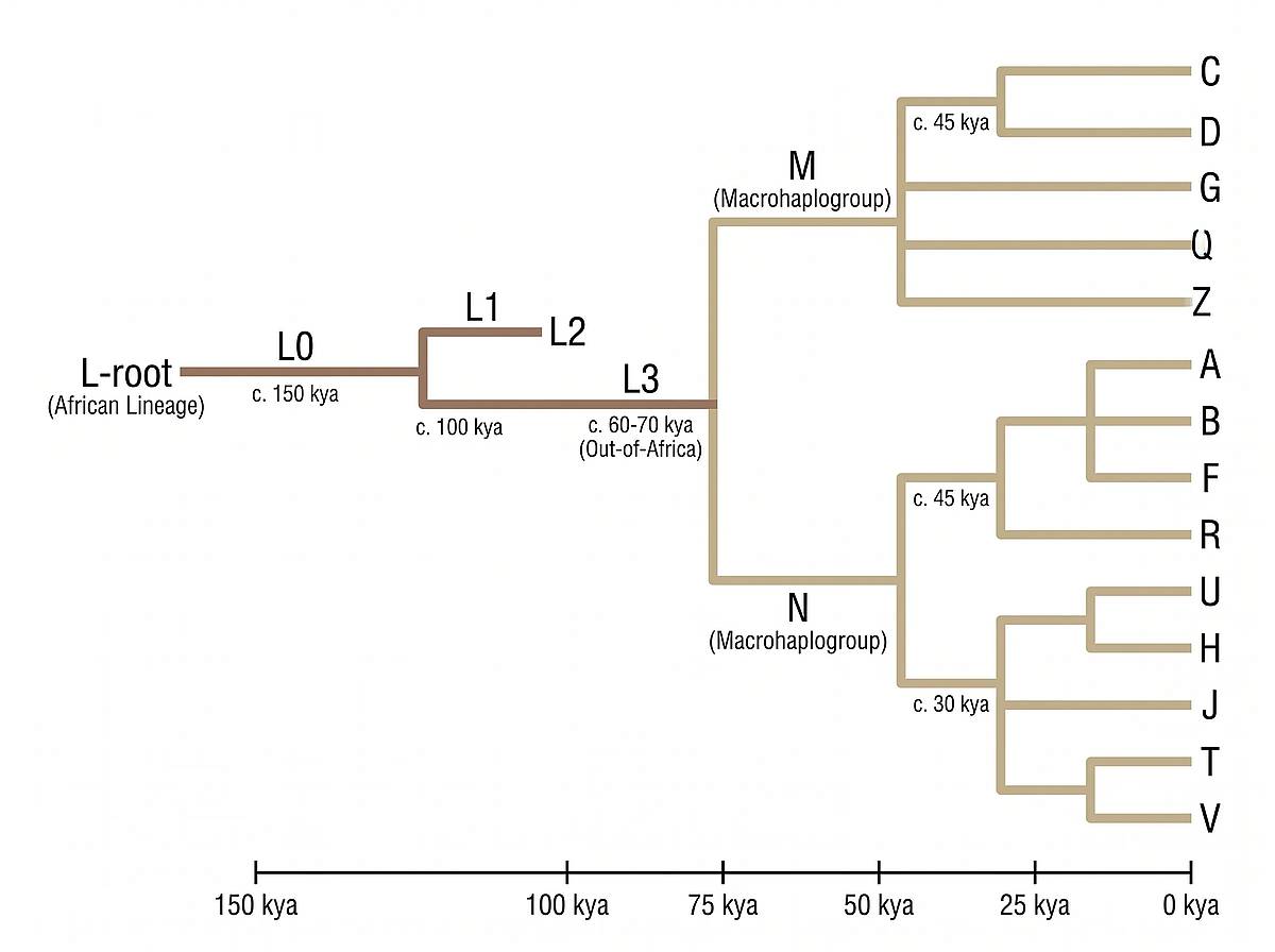 Human mtDNA haplogroup phylogenetic tree showing African and Eurasian migration lineages