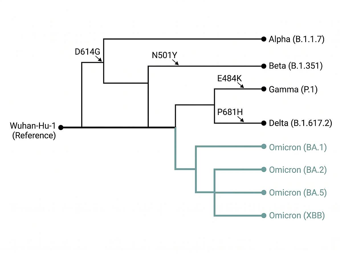 SARS-CoV-2 variant phylogenetic tree from Wuhan-Hu-1 to Omicron sublineages