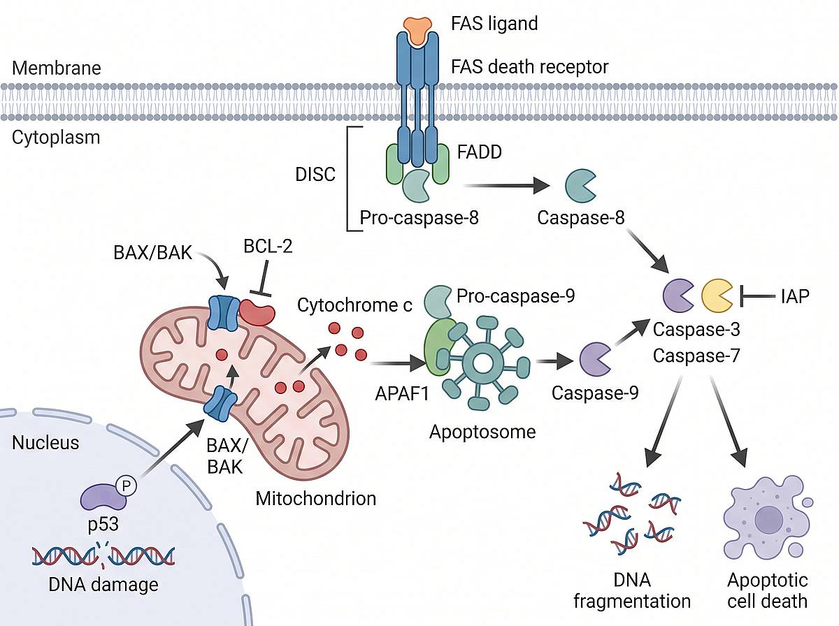 Vías de apoptosis