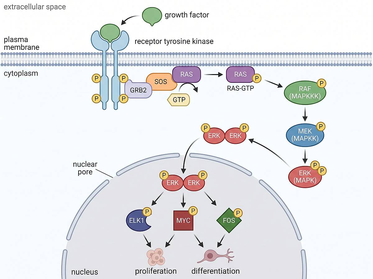 MAPK ERK signaling pathway diagram with RAS RAF MEK ERK cascade into the nucleus