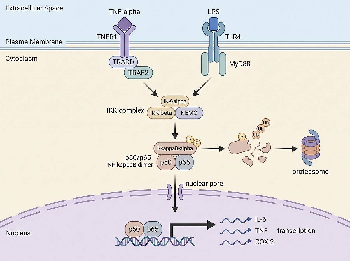 NF-kappaB inflamatoria