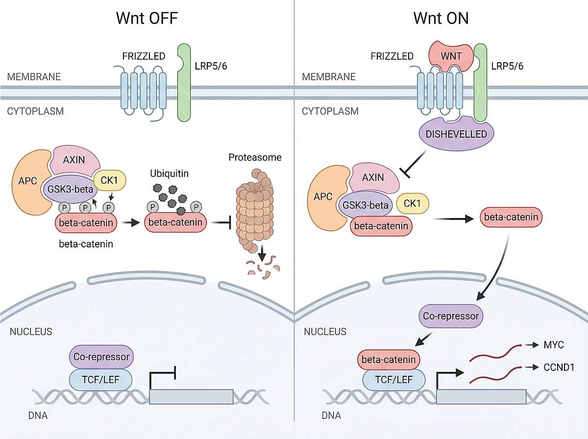 Wnt/beta-catenina