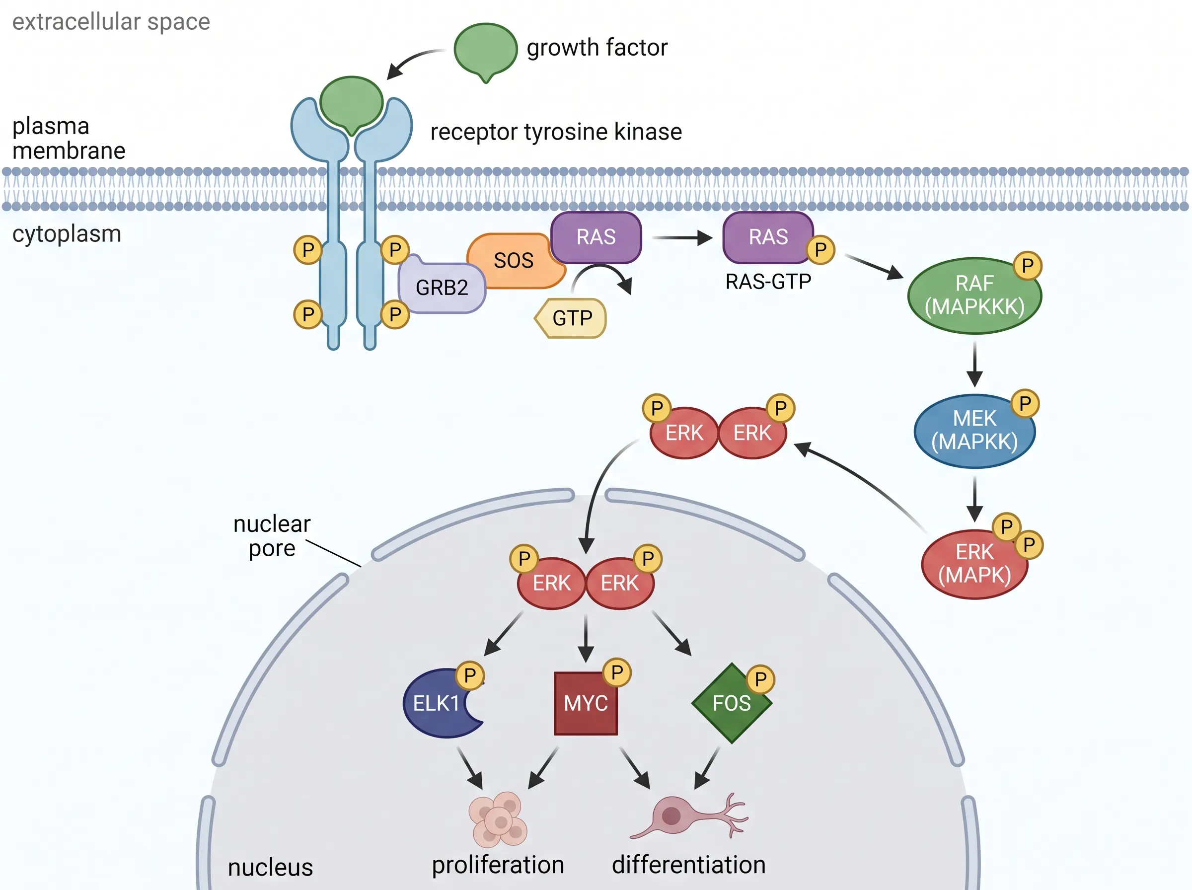 MAPK/ERK signaling pathway drawn by Vizcept from a text description, with the membrane, cytoplasm and nucleus labeled